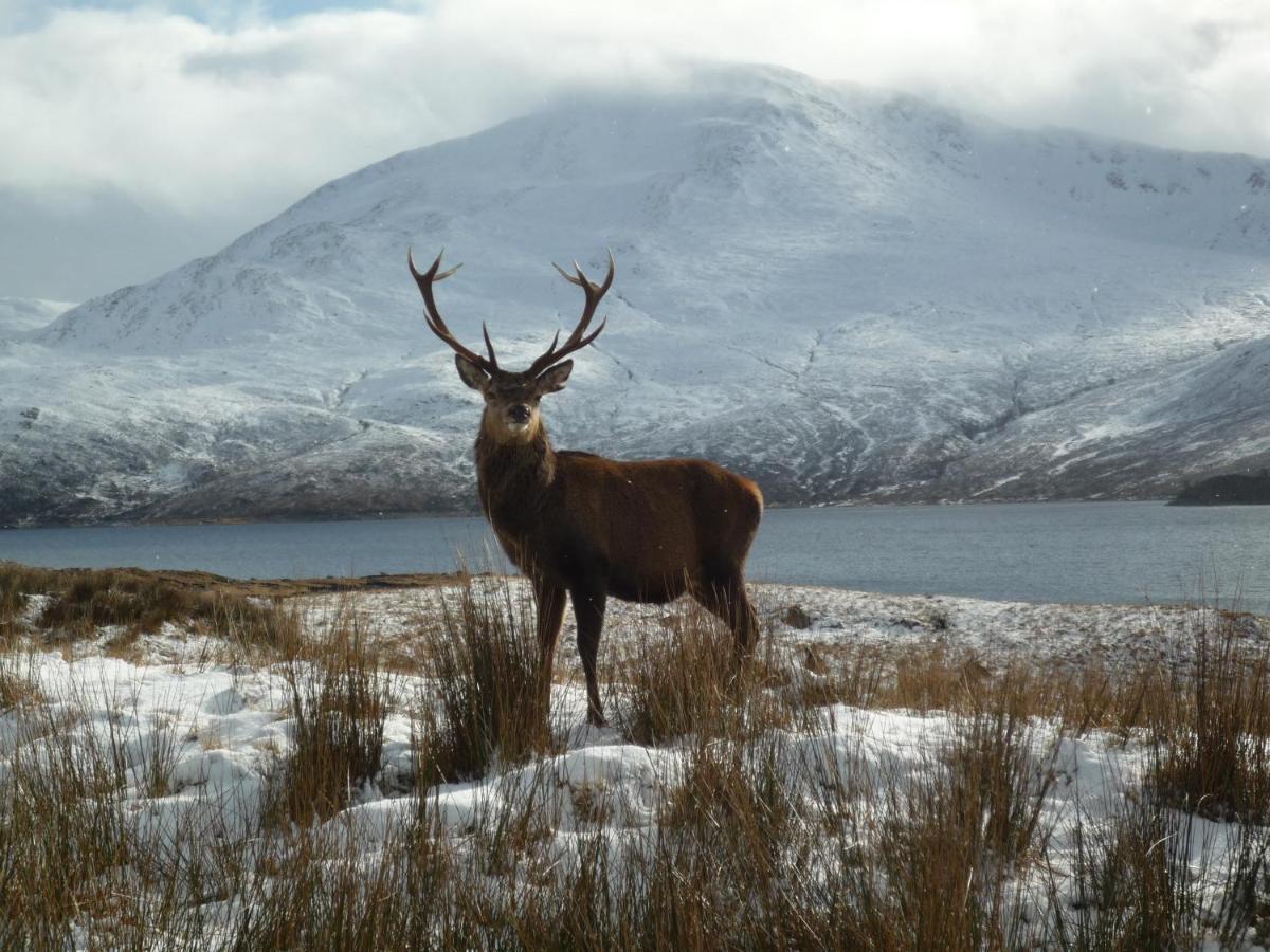 Caledonian Cabin Invergarry Eksteriør bilde